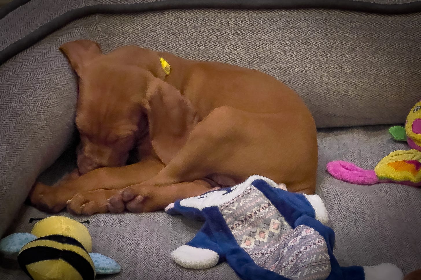 A honey colored (brownish) Vizsla puppy curled up in her bed with toys scattered around her,