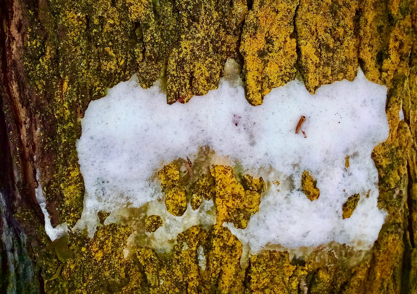 Patch of snow on a mossy tree trunk