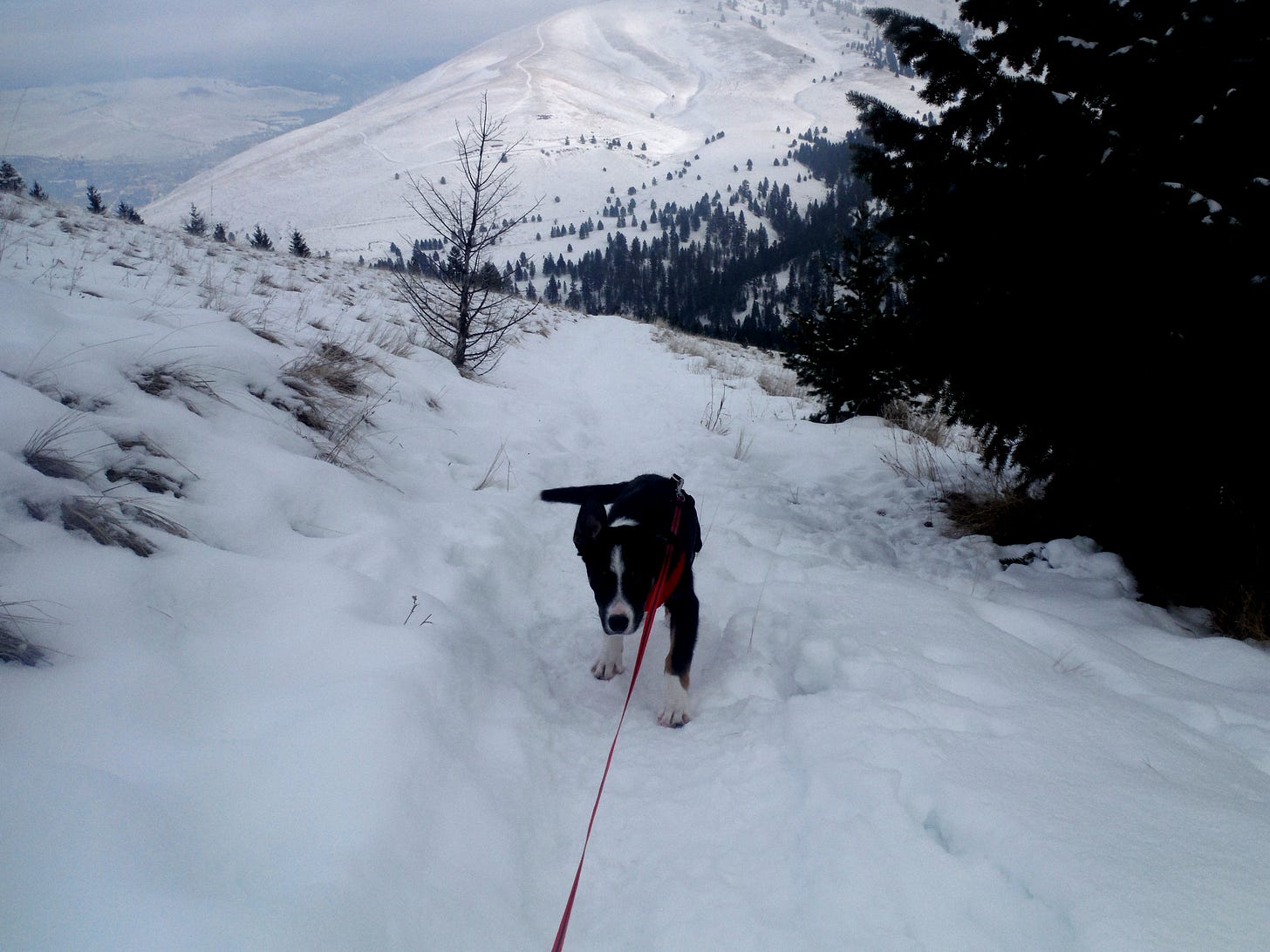 Dog on leash