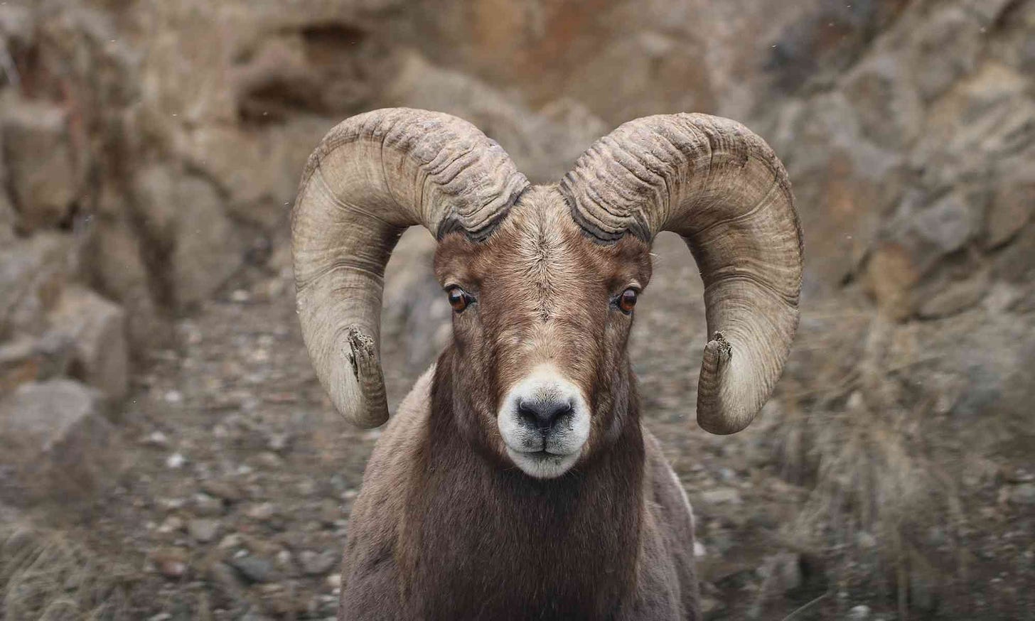 Bighorn Sheep | Defenders of Wildlife