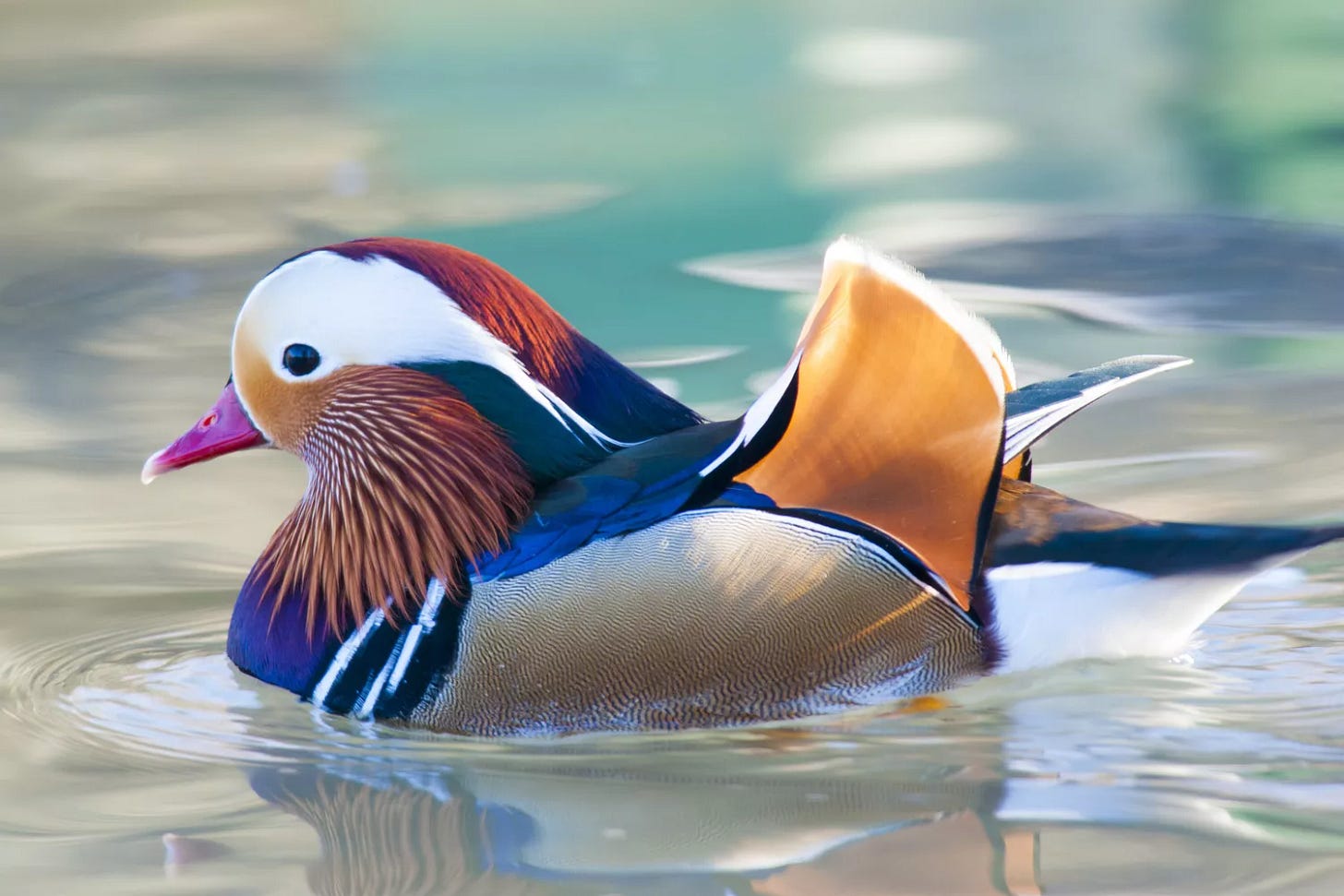 Close-up of a mandarin duck swimming in Italy