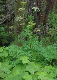 File:Ligusticum porteri habitus.jpg ...