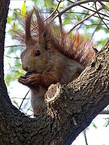 A squirrel eating a nut in a tree

Description automatically generated