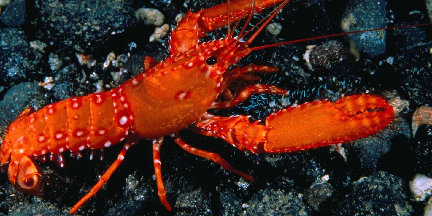 lobster in ocean - Google Search Ocean Wallpaper, Animal Wallpaper ...