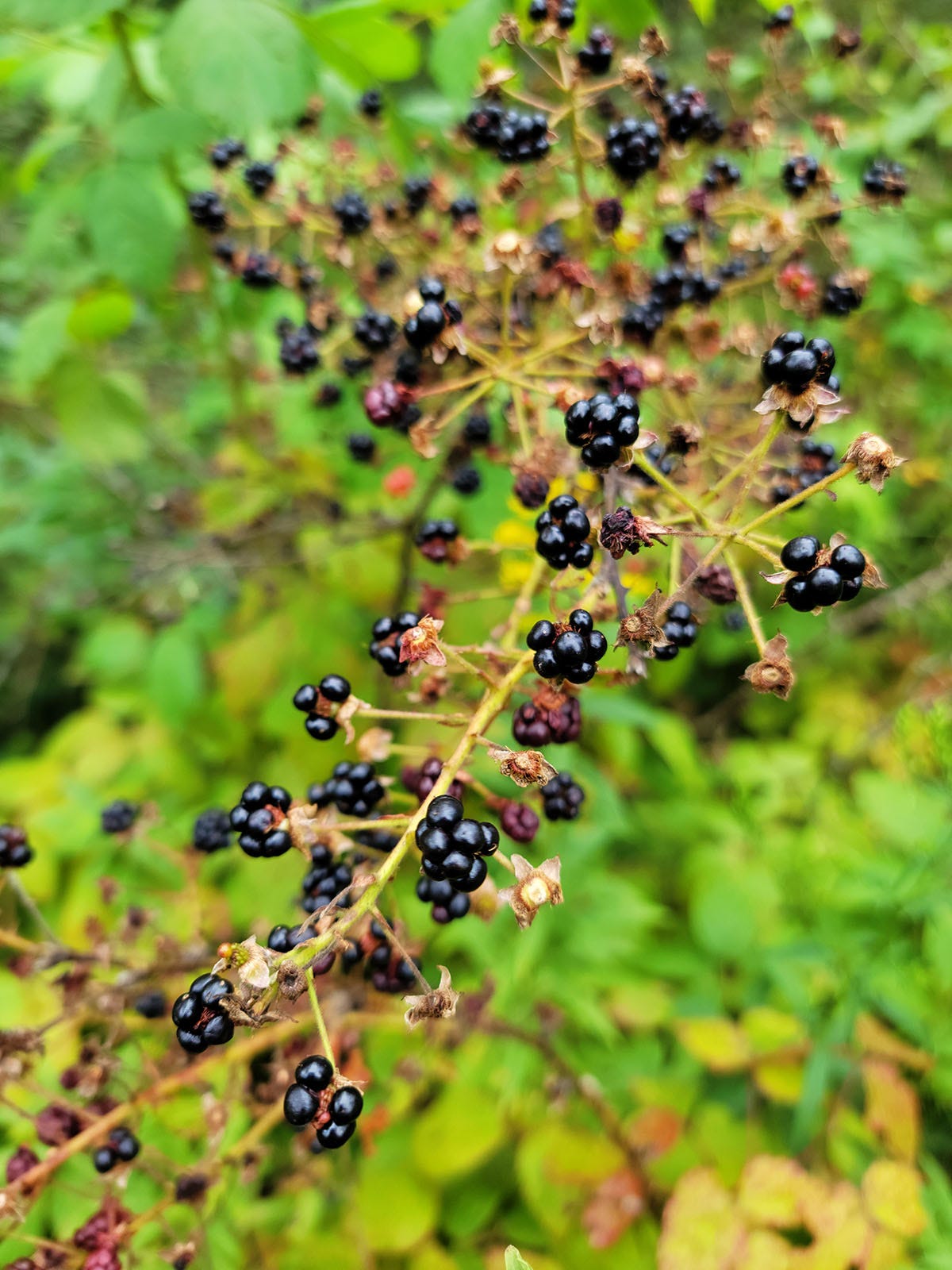 Blackberries ripe on the cane.