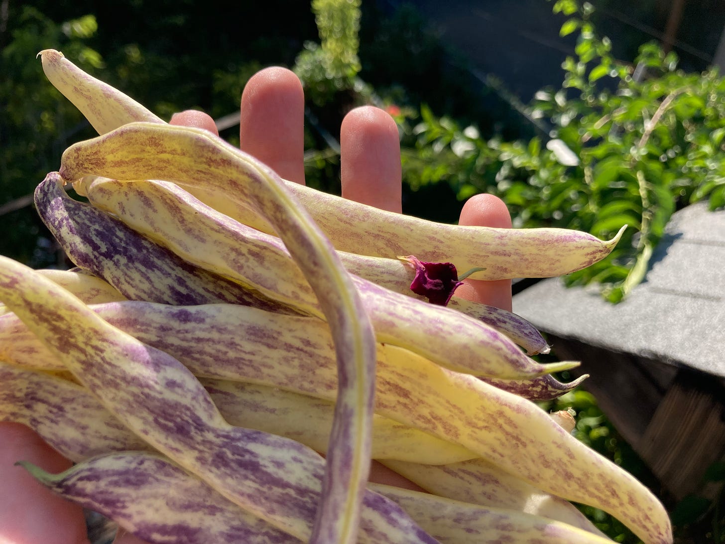 A white hand holds a several long, flat beans. They a whitish-yellow with purple brushed on them.