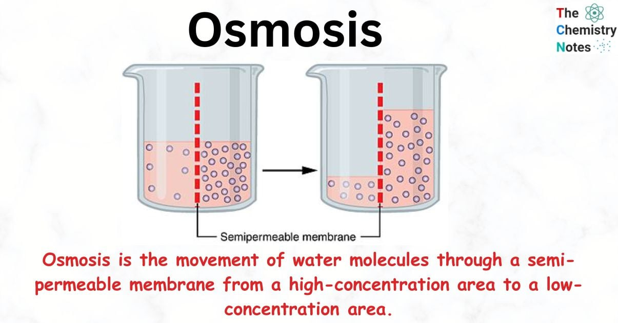 Osmosis- Importance in Chemistry, Biology