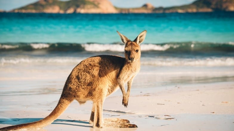 Cheap Flights To Australia - $200's 🔥