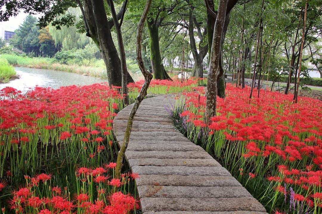 A serene stone path winds through a vibrant field of red spider lilies (Lycoris radiata) in Japan, surrounded by tall trees. The bright red blooms contrast beautifully with the lush green stems, creating a striking display of nature in the early autumn season. The peaceful scene is enhanced by a nearby river, with greenery visible in the distance, evoking a sense of tranquility and reflection during the transition from summer to autumn.