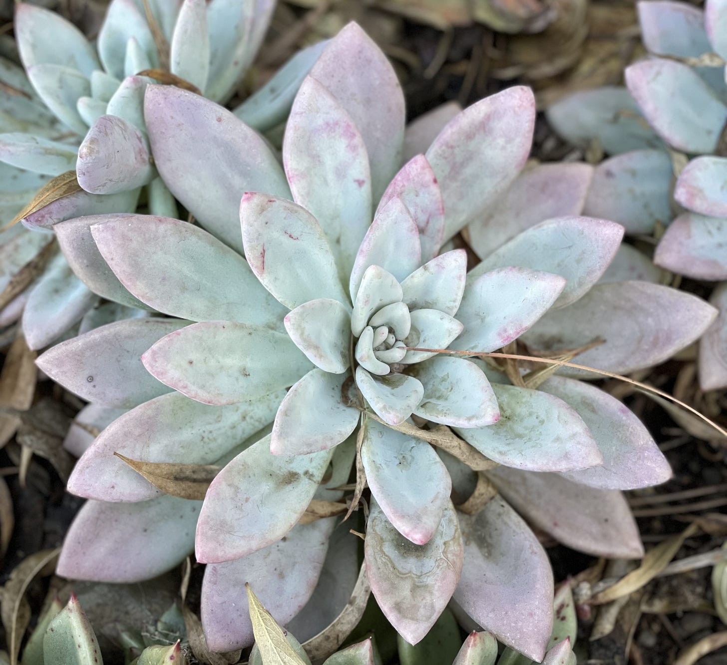image of succulent 