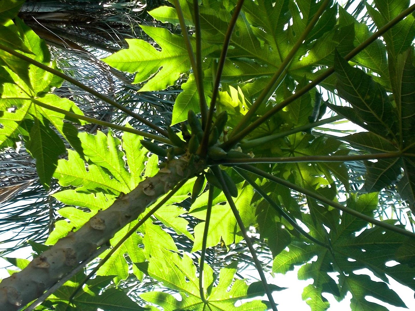 Papayas in our yard.