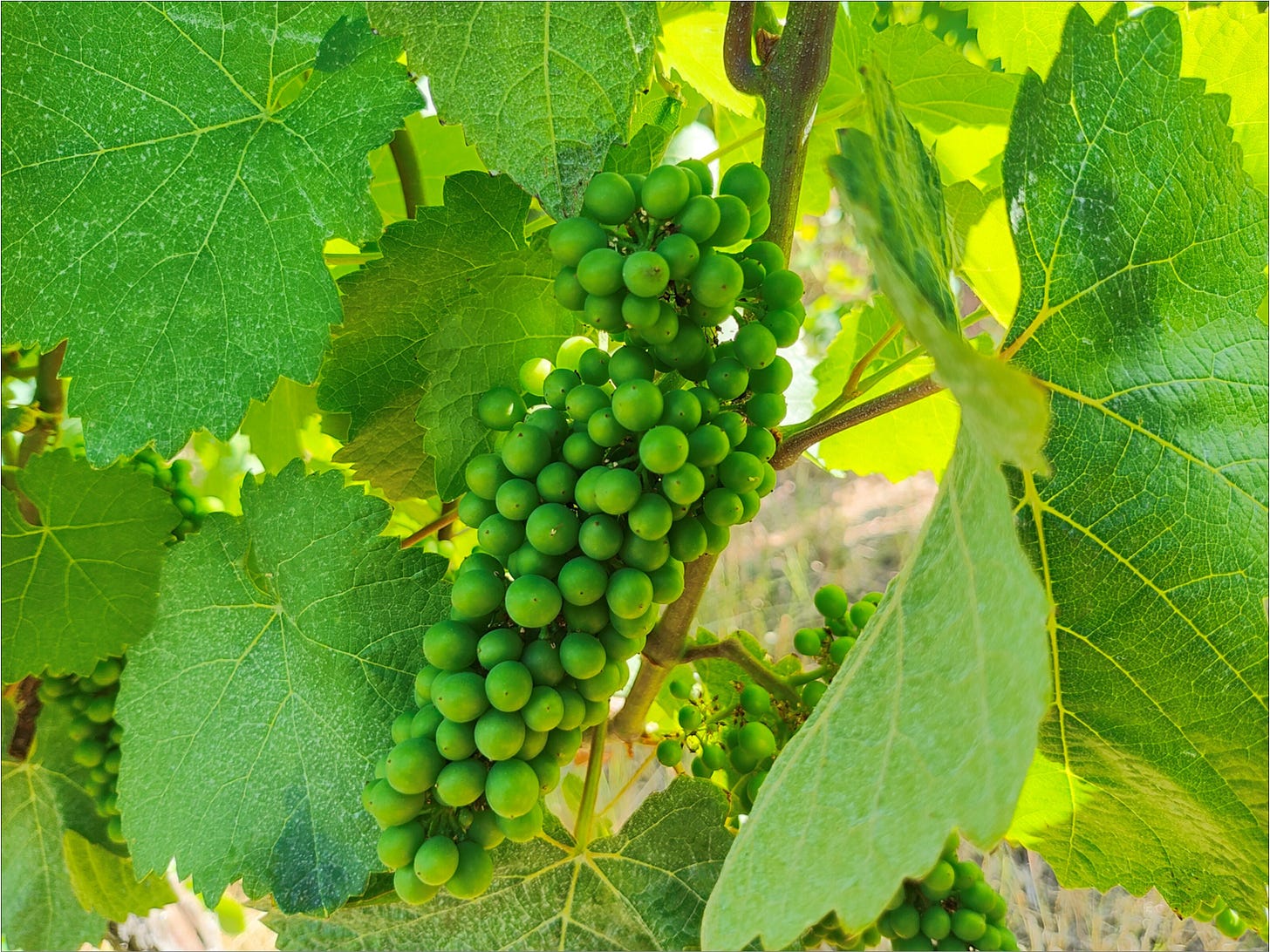 Pinot Noir incognito, pea size green wine berries in July.