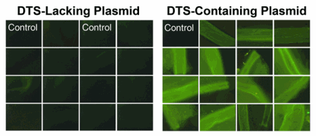 DNA nuclear targeting sequences function in vivo