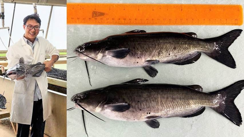 scientist holding a catfish (left) and a genetically modified catfish next to a natural catfish and a ruler (right)