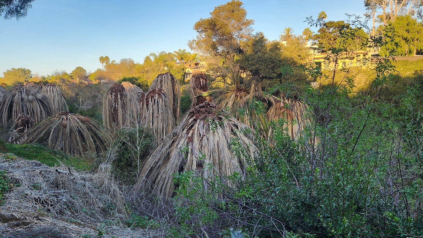 A photo of dead palm trees on Sen. Catherine Blakespear’s (D-Encinitas) property in Cardiff. Residents are calling for the area to be swept clear as the dead trees and dry vegetation present a fire hazard. Courtesy photo