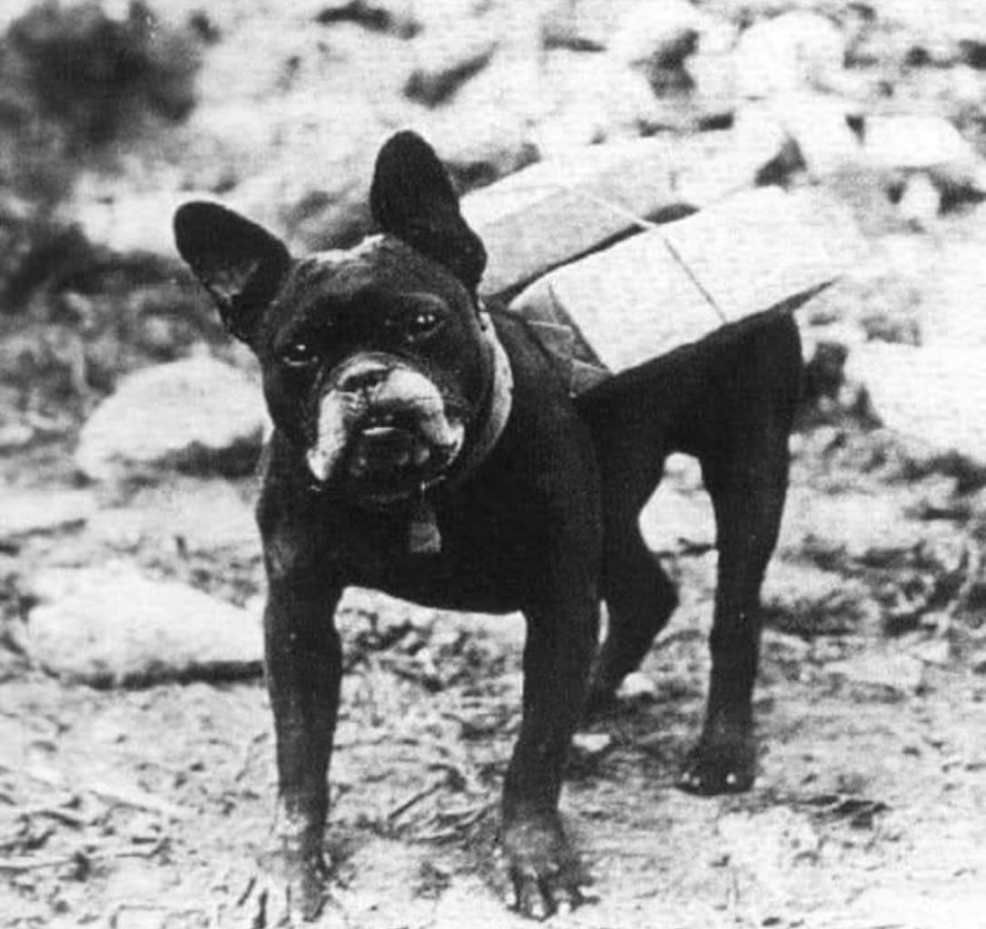 Mutt the Cigarette-Delivering French Bulldog & Other Animals of World War I  - World War I Centennial