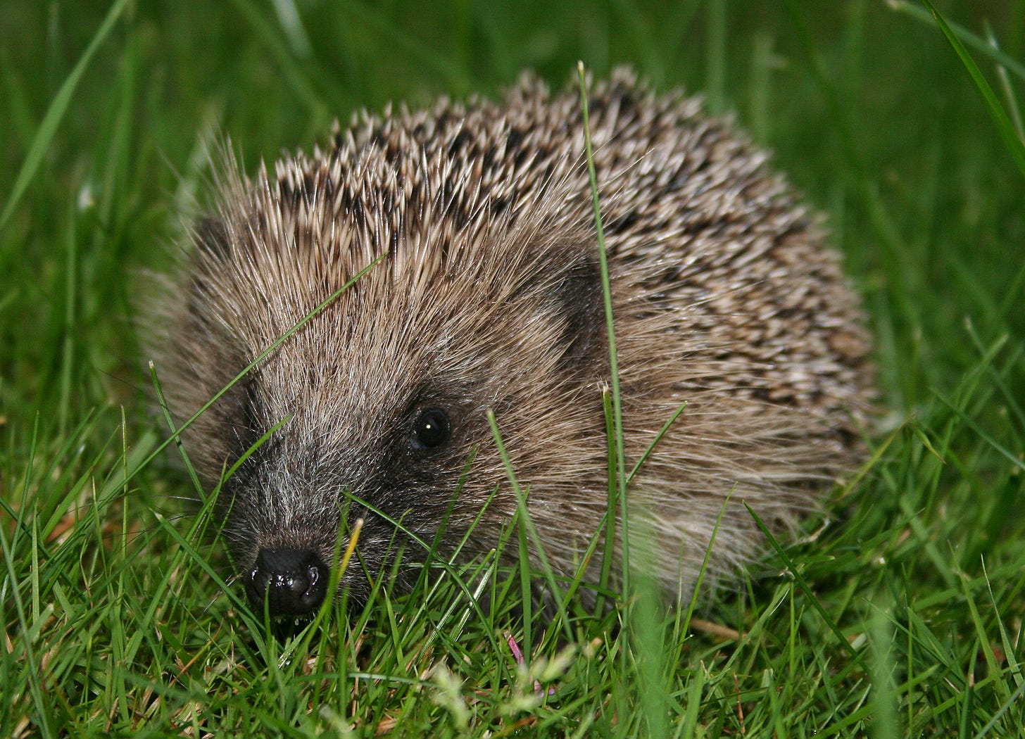 european hedgehog