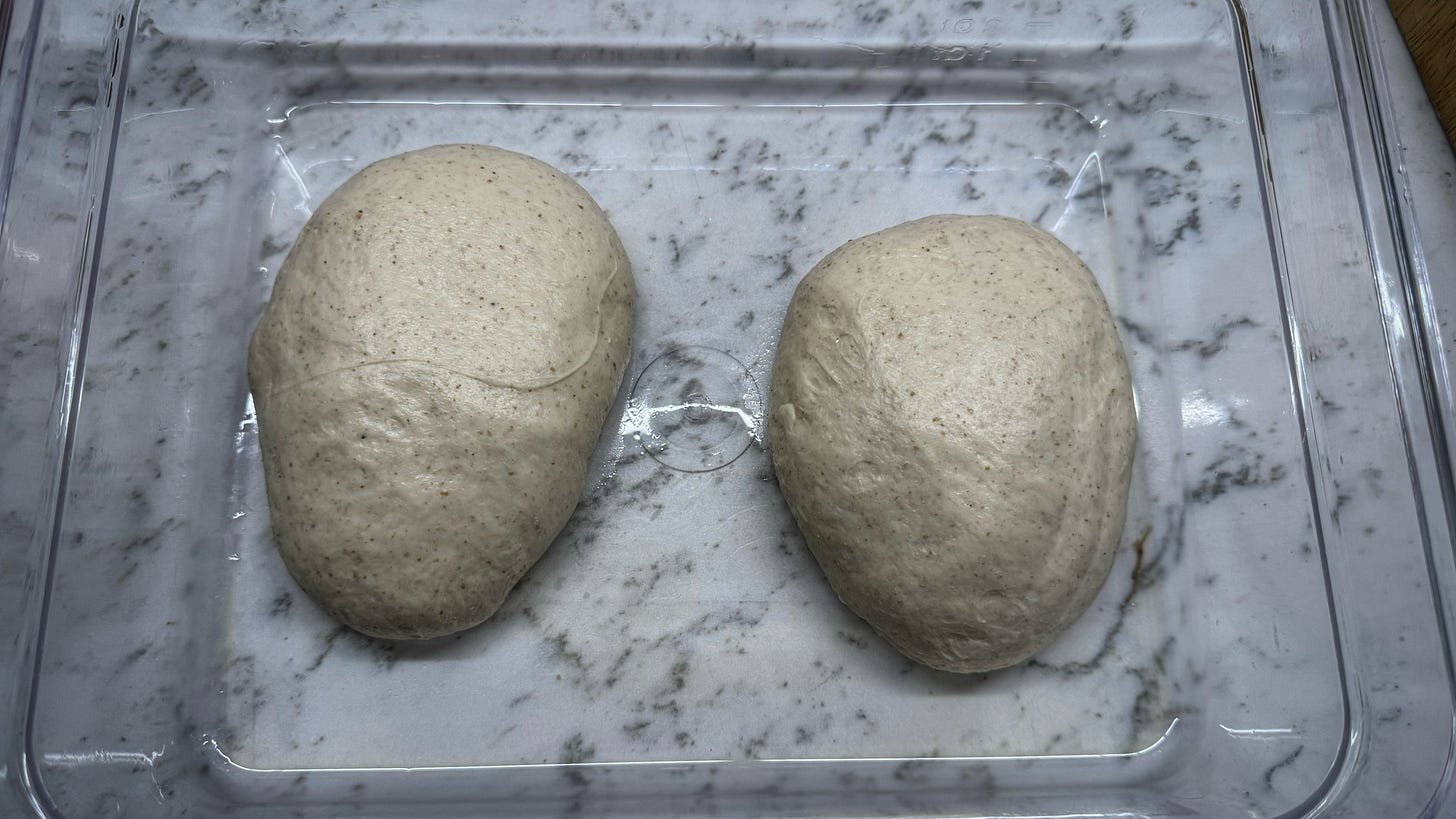 Two slightly oblong dough balls sitting in an oiled polycarbonate container