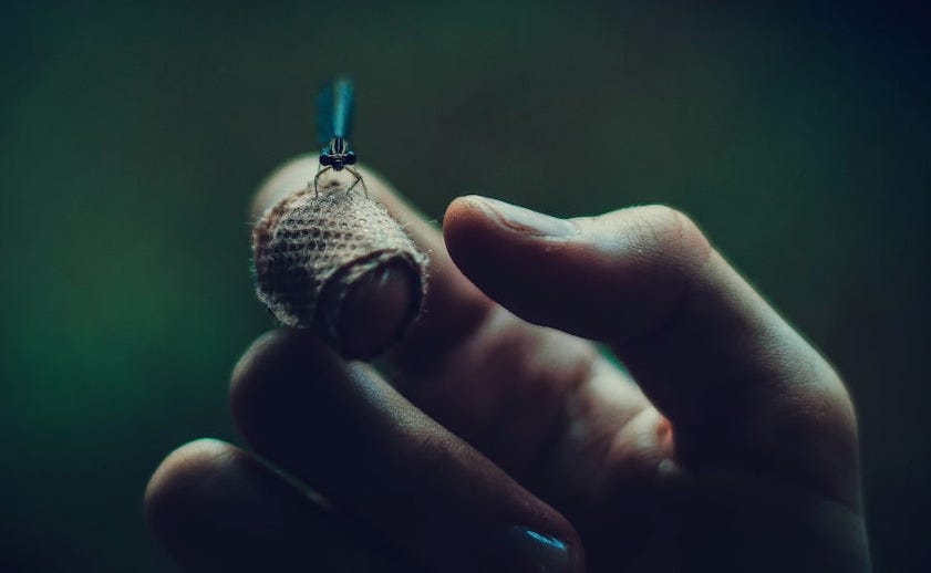 black insect perch on a human's bandaged index finger