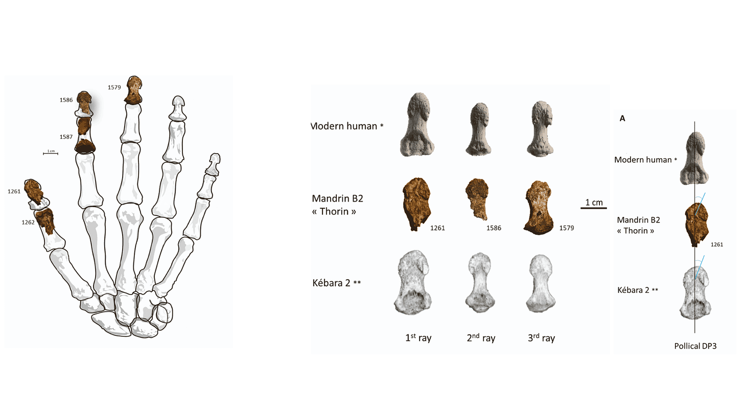 Parts of four finger bones shown on an outline of a modern human hand, and illustrations of the distal phalanges of the first, second, and third rays for Thorin, a modern human, and Kebara 2. Parts of four finger bones shown on an outline of a modern human hand, and illustrations of the distal phalanges of the first, second, and third rays for Thorin, a modern human, and Kebara 2.