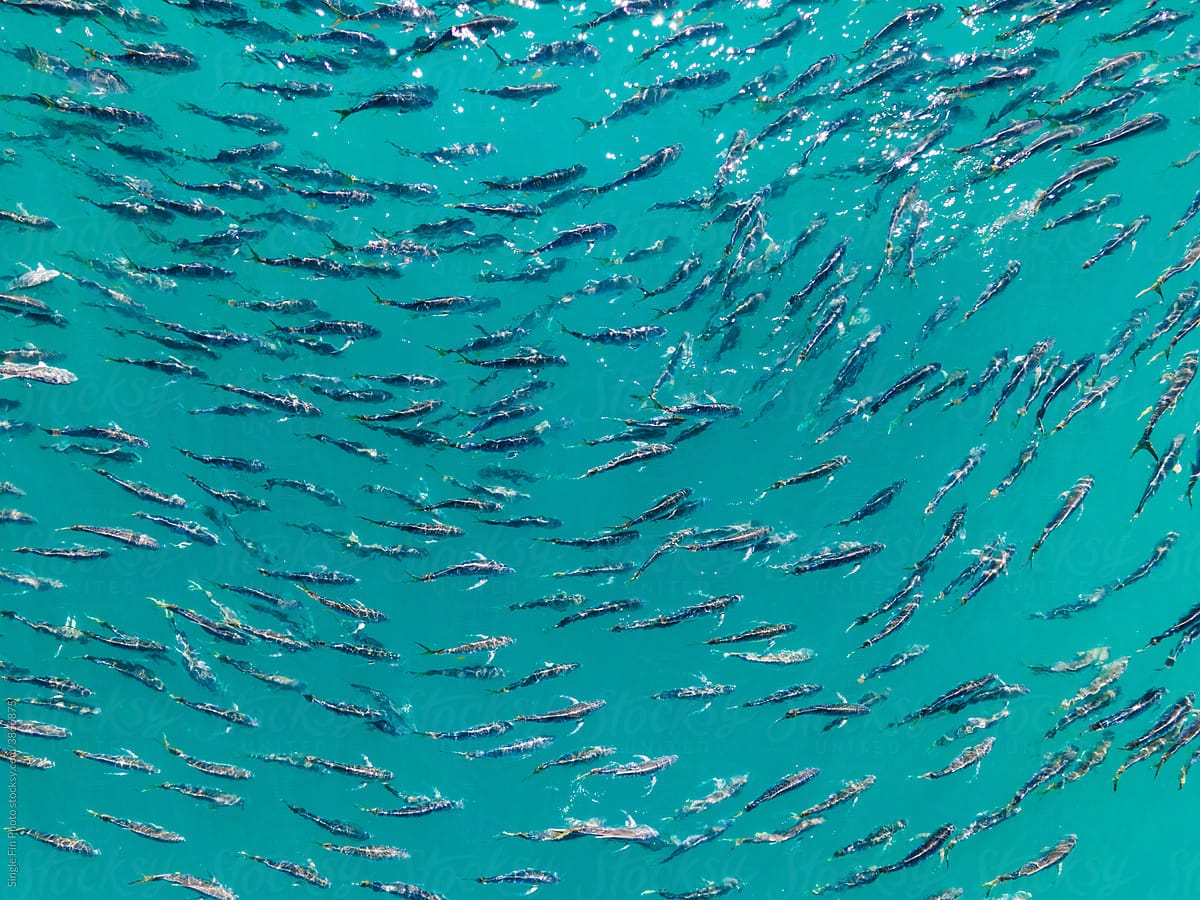 School Of Jack Fish Aerial View" by Stocksy Contributor "Single Fin Photo"  - Stocksy