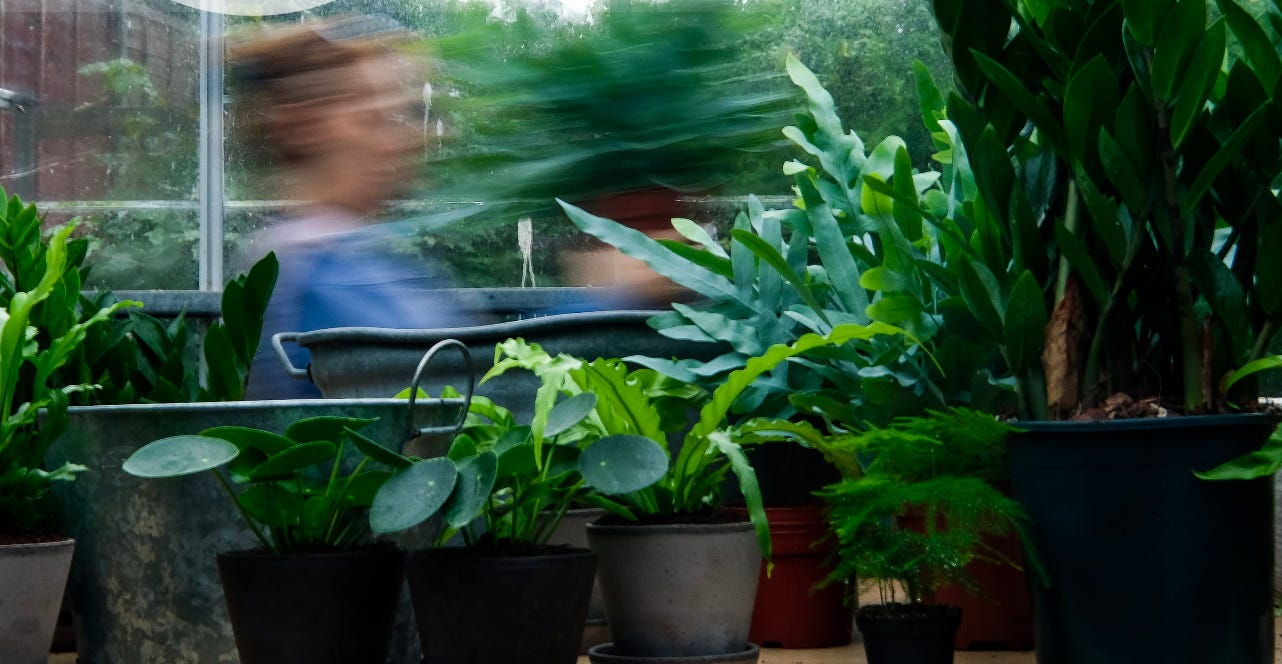 a blurred image of a woman holding a plant