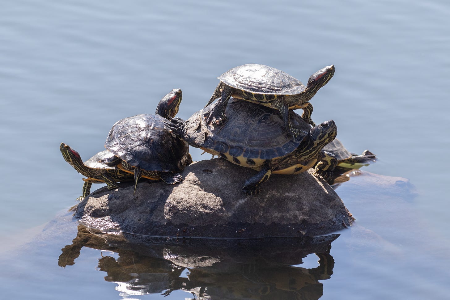 a pile of turtles on a rock, two stacks, one on the left with two small turtles, one on the right with a little turtle atop a big turtle