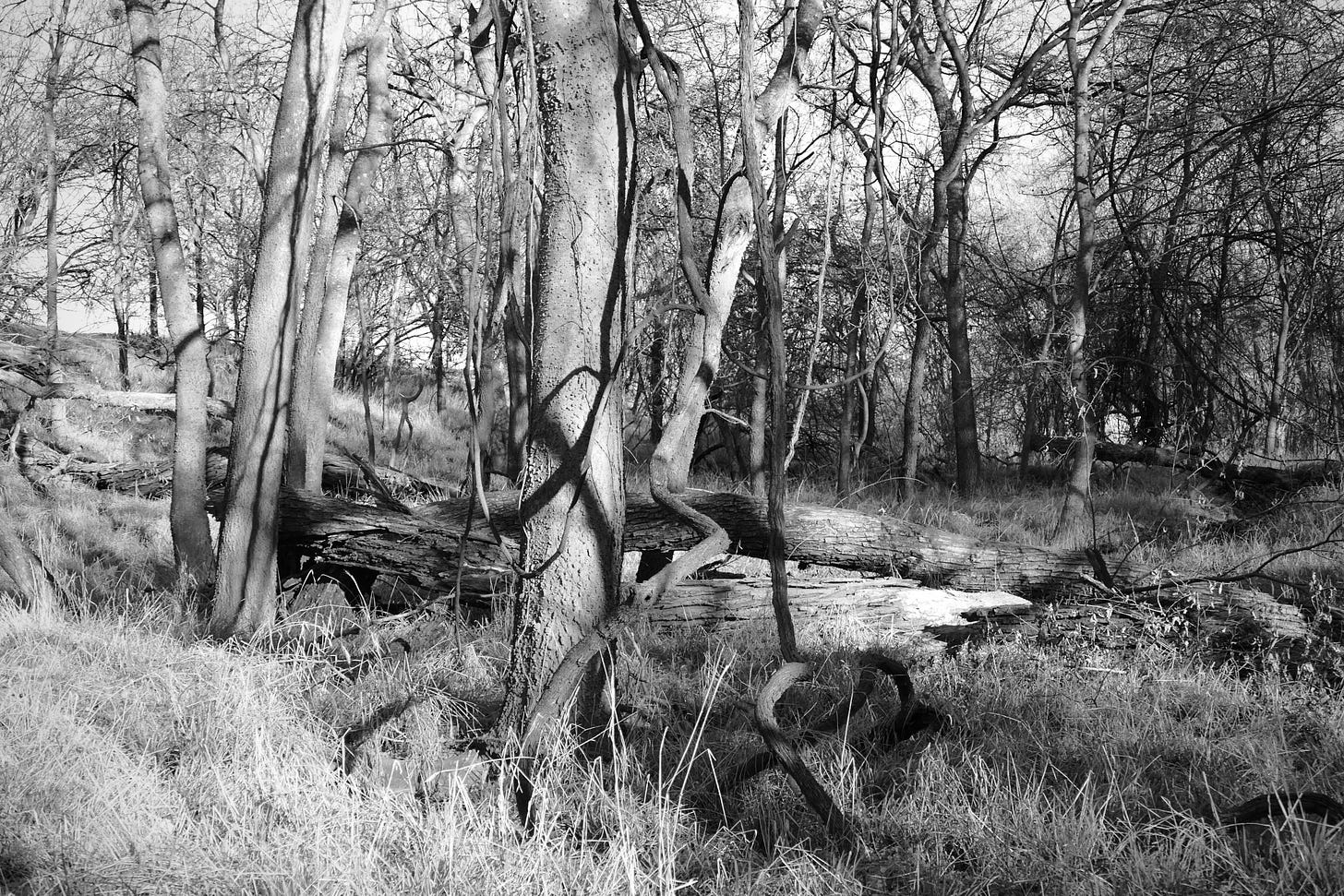 Black and white photo of winter woods, with thick gnarls of mustang vine climbing hackberry trees
