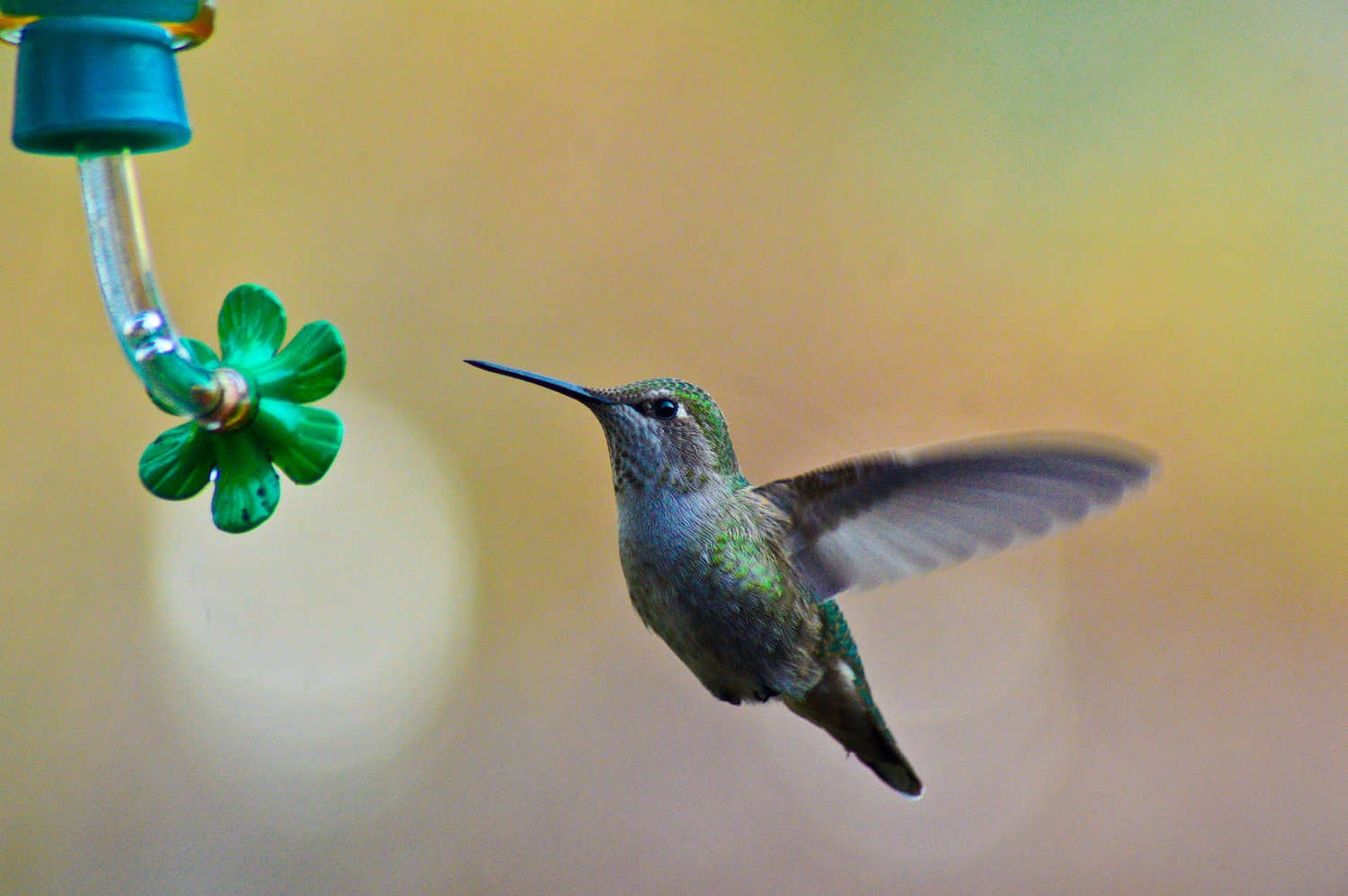 un colibrí de color verde y azul bate sus alas mientras se acerca a un comedero
