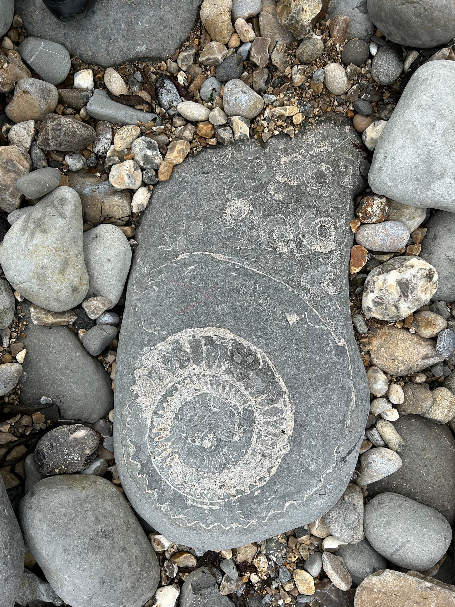 An ammonite fossil in a rock on Monmouth Beach, Lyme Regis.  Image: Roland's Travels
