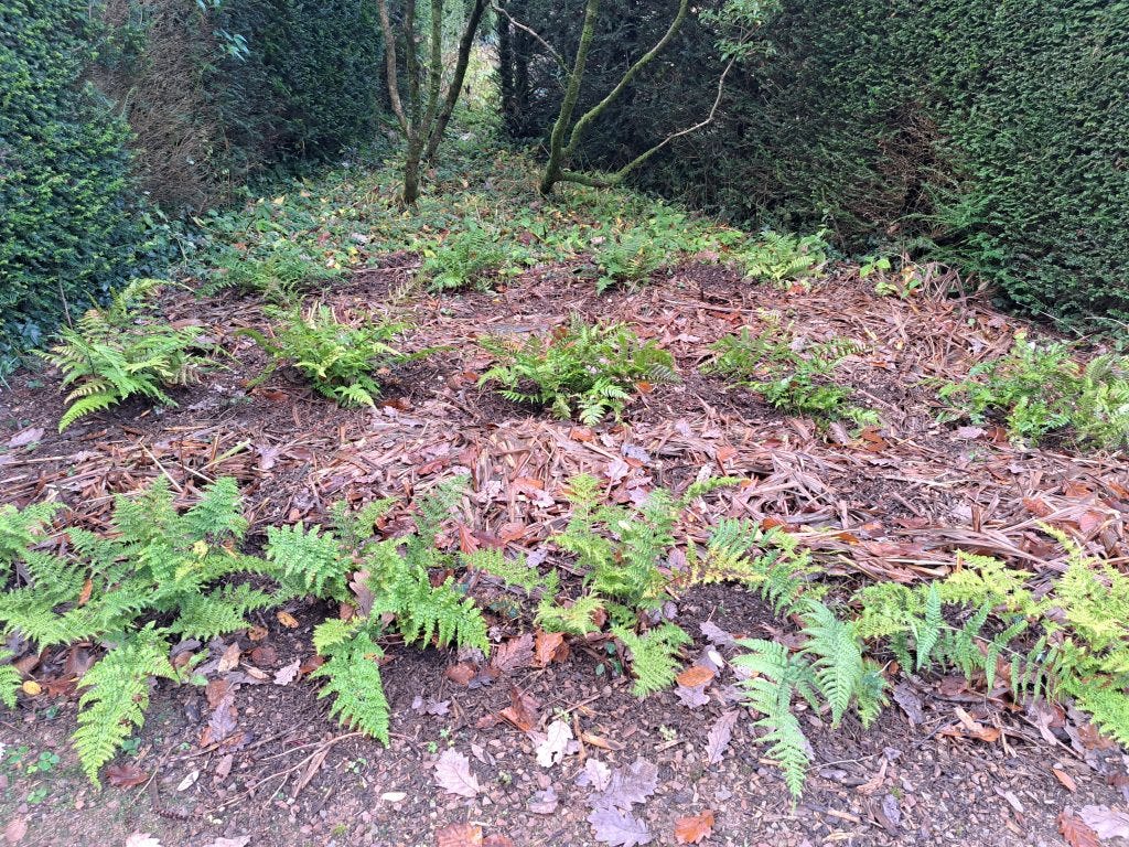 Ferns as hedges in Veddw Garden copyright Anne Wareham 