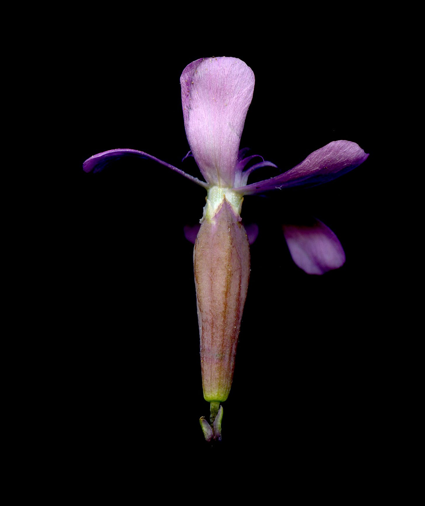 Flor de Petrocoptis crassifolia subsp. montsicciana, o Clavell de Roca, o Clavell de Balma. Fotografia de P. Barnola E. (floracatalana.cat).