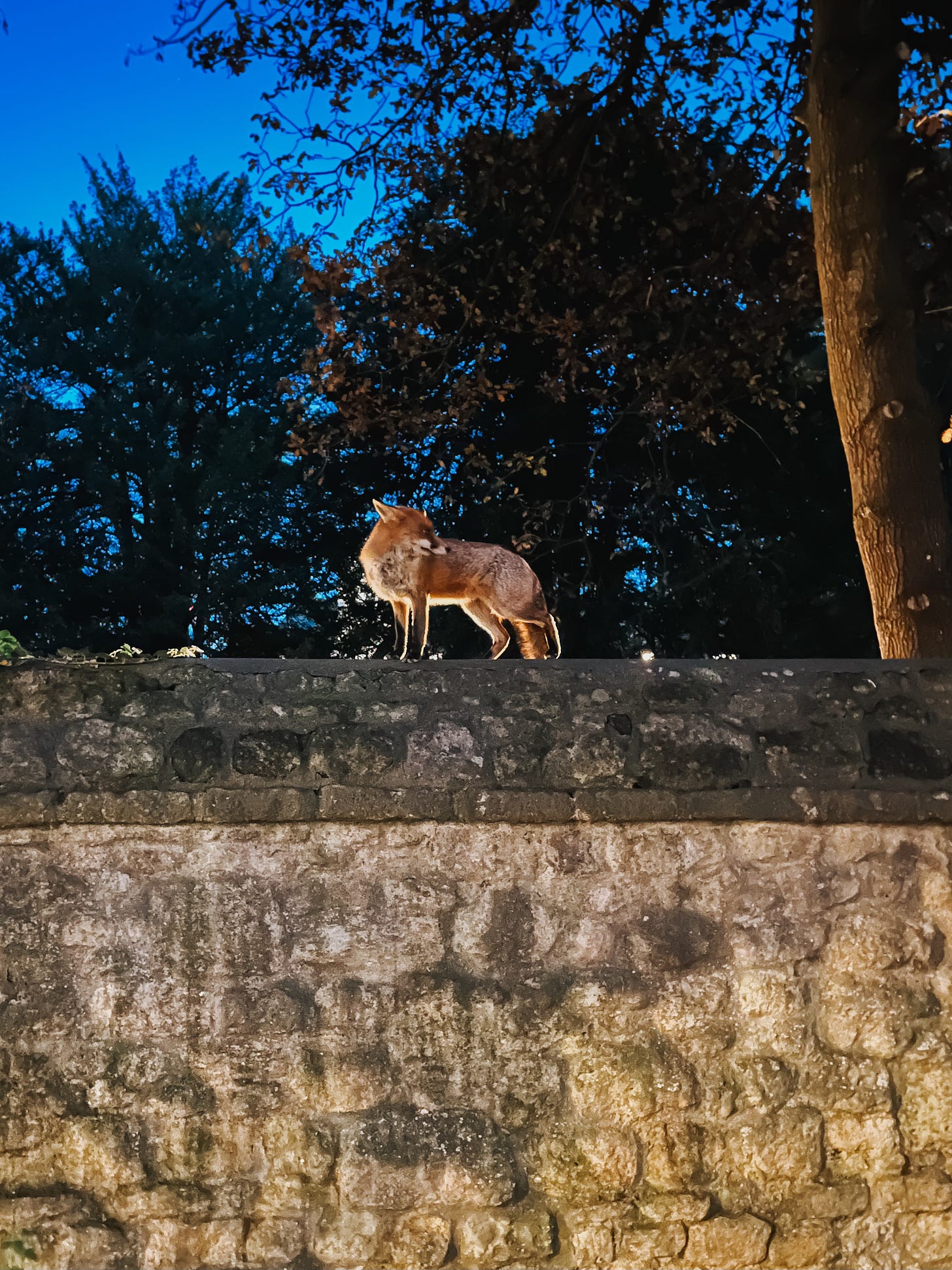 A fox standing on a stone wall
