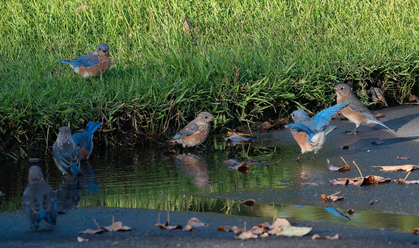 A flock of Bluebirds splashing in a puddle on a driveway