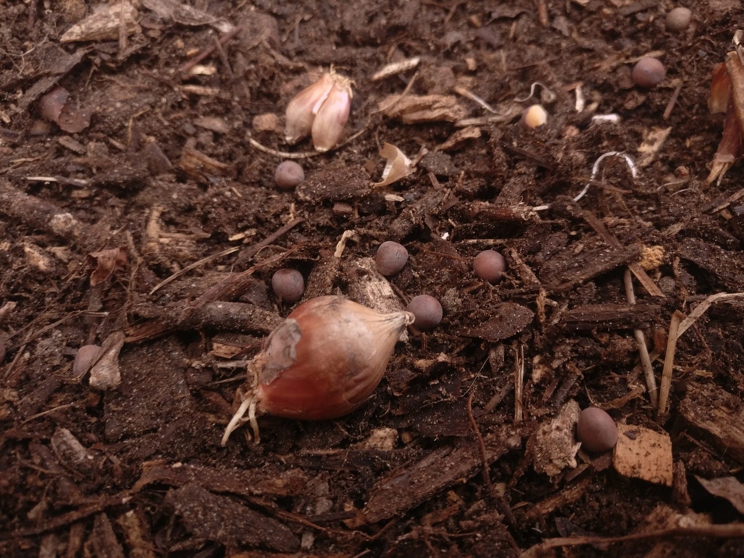 A photograph of some onion bulbs and pea seeds resting on soil.
