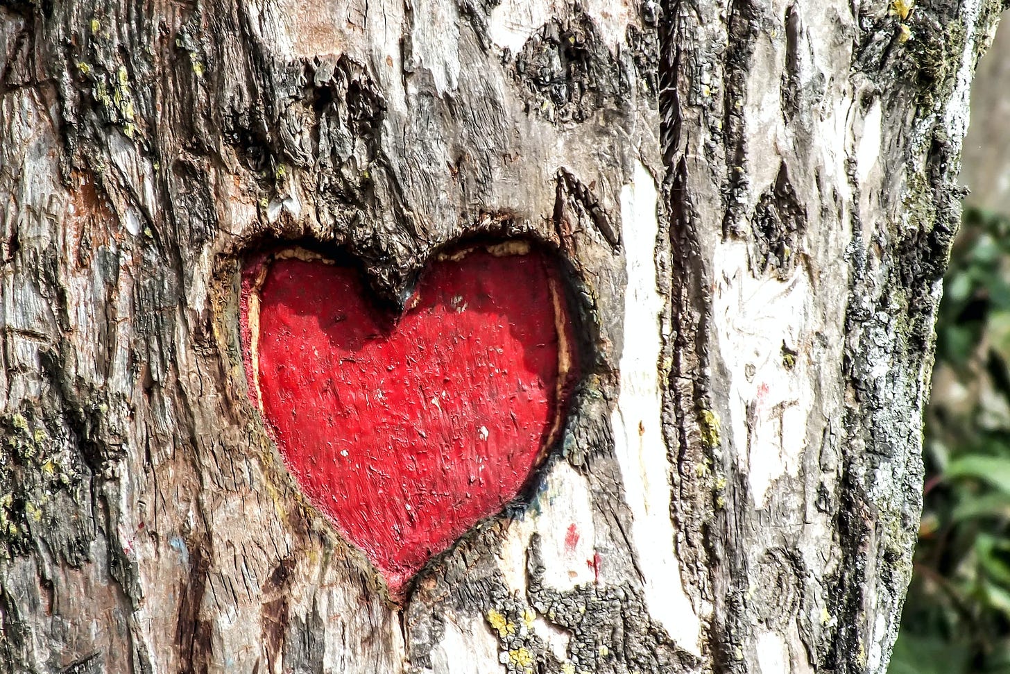 Heart carved in a tree, painted red