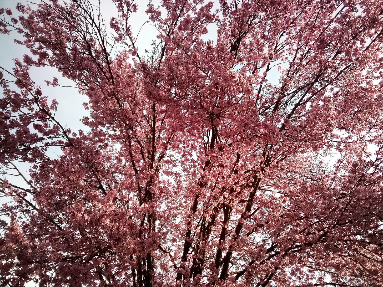 Pink tree blossoms