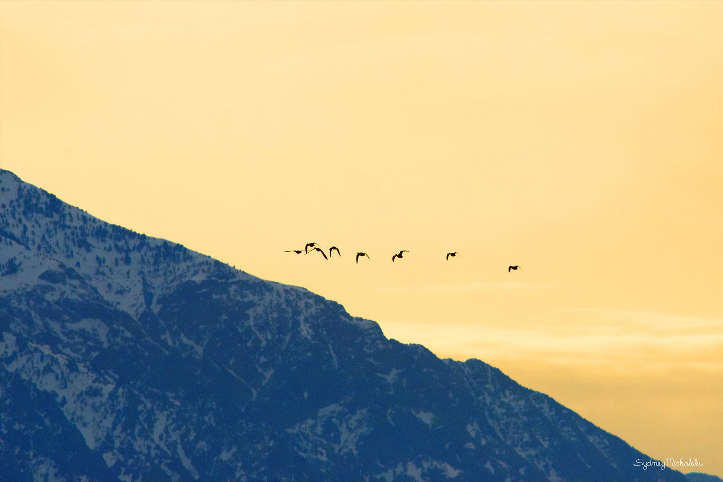 A flock of birds crests a blue mountain into a golden sunrise sky.