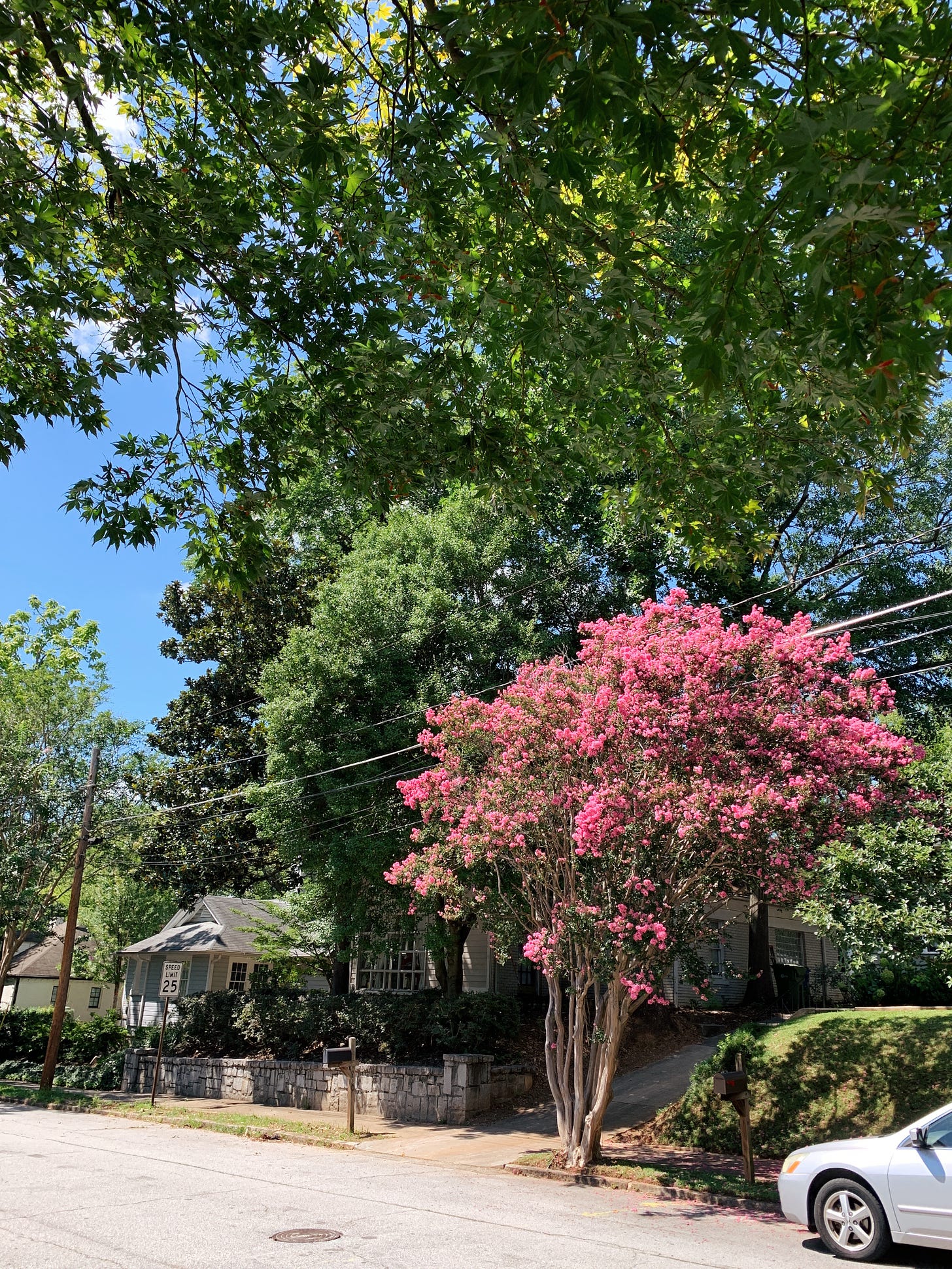 A hot pink crepe myrtle standing tall near a tree-covered city neighborhood.