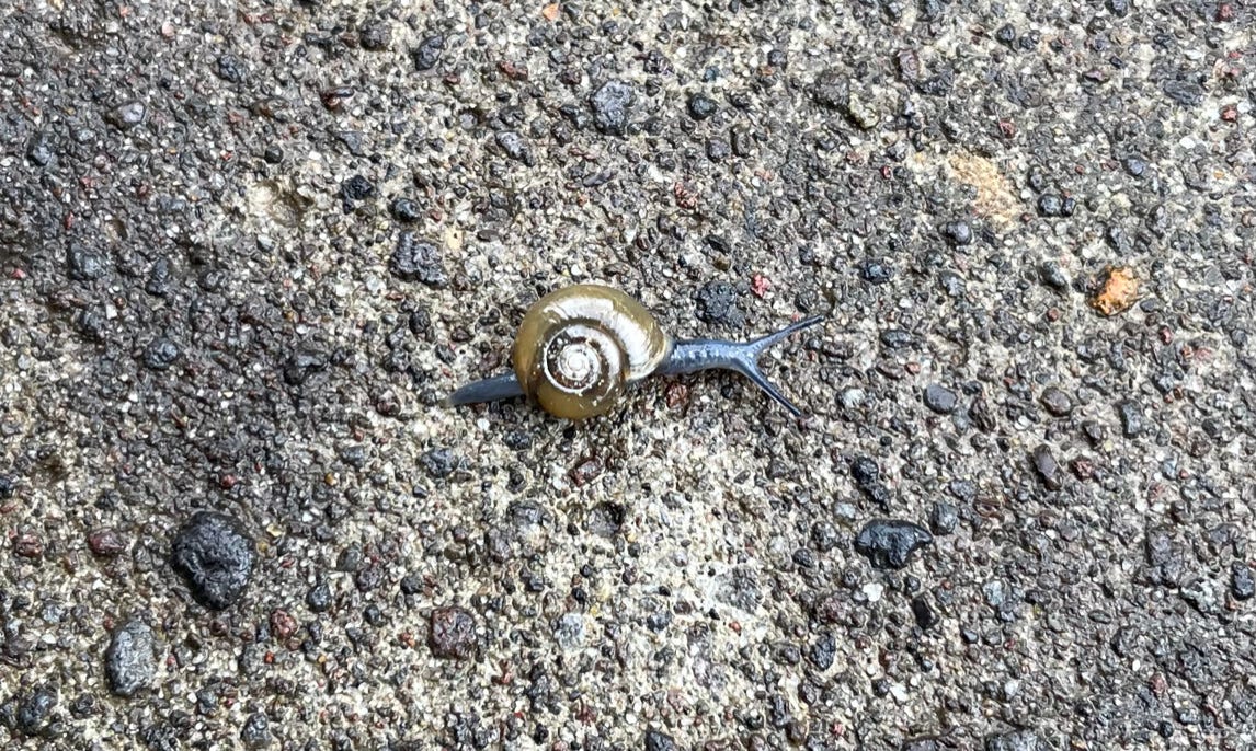 snail with spiral shell