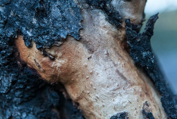 Burnt tree bark reveals health bellow