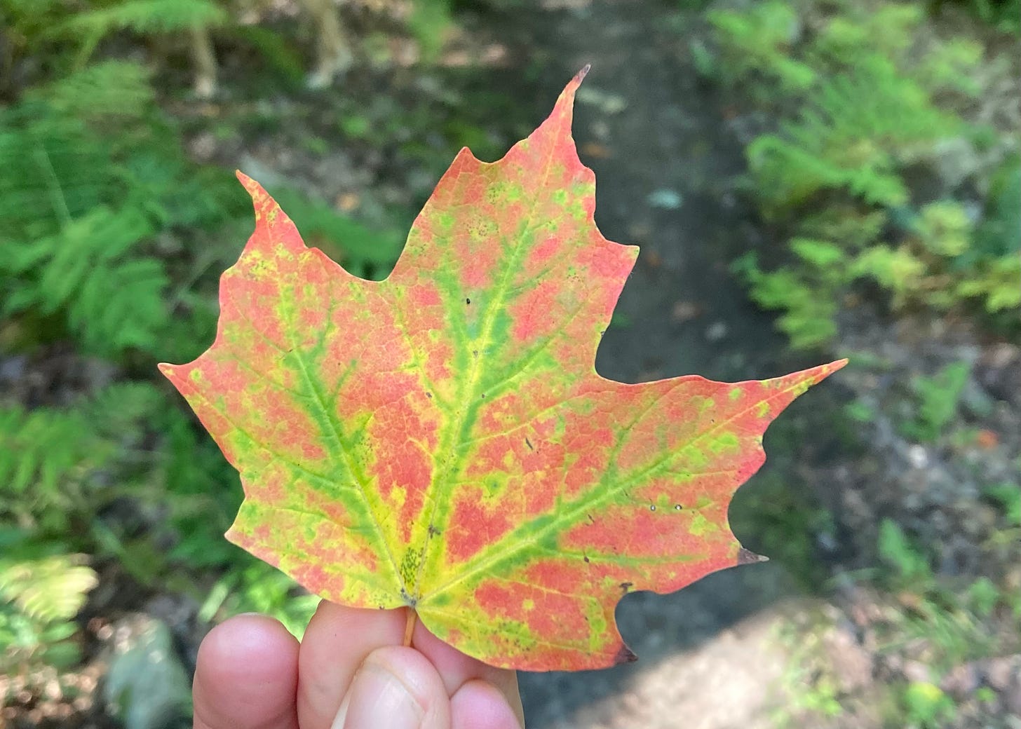 a close up of a fall maple leaf: orange and red, with green veins.