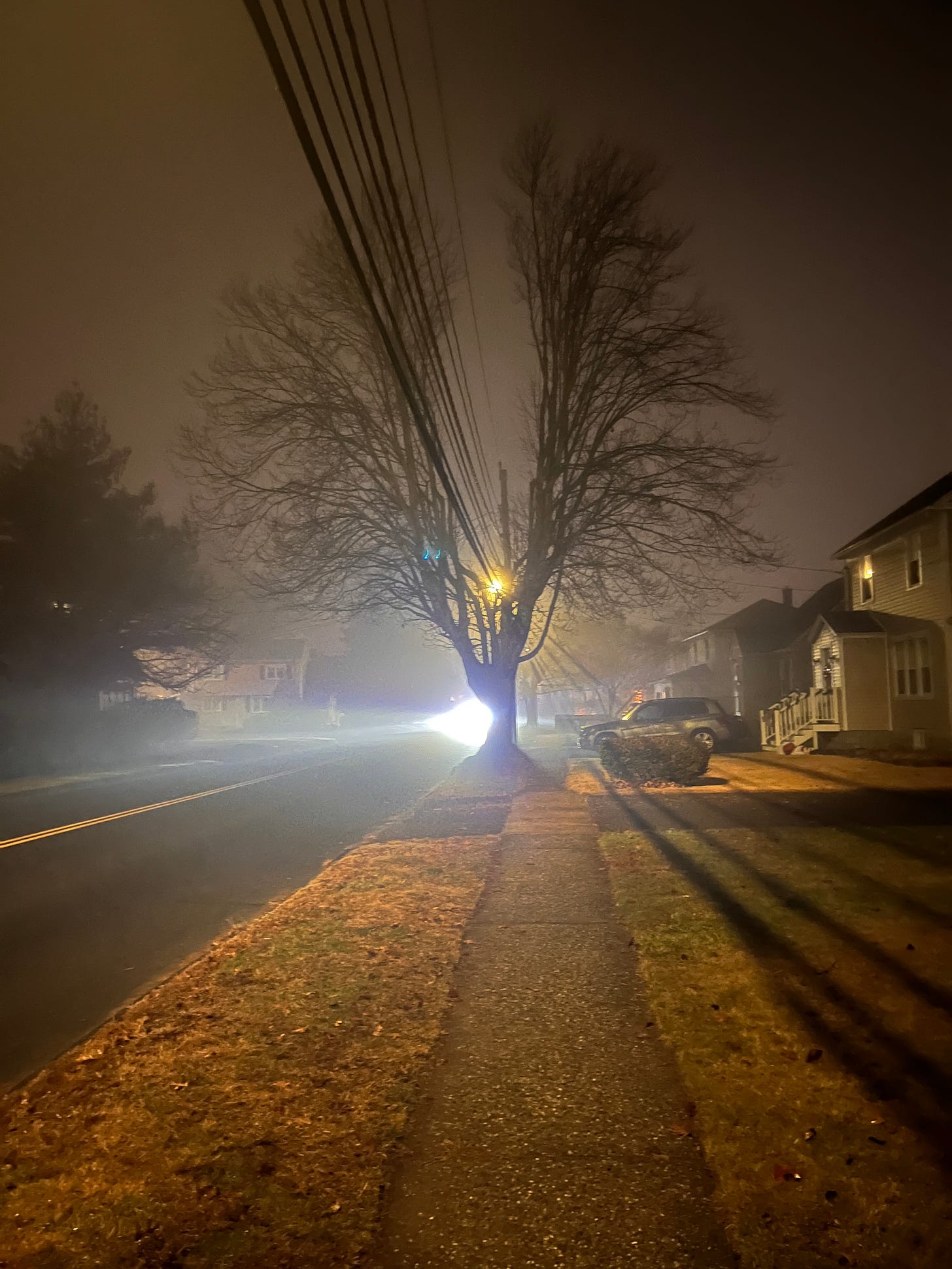 Darkness, a tree's branches in winter divided by powerlines, with a light from a house at the base of the split and a flash of bright light near the trunk from an oncoming car.