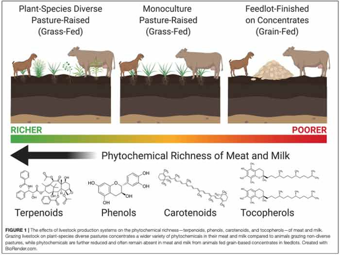 grass fed grain fed cattle