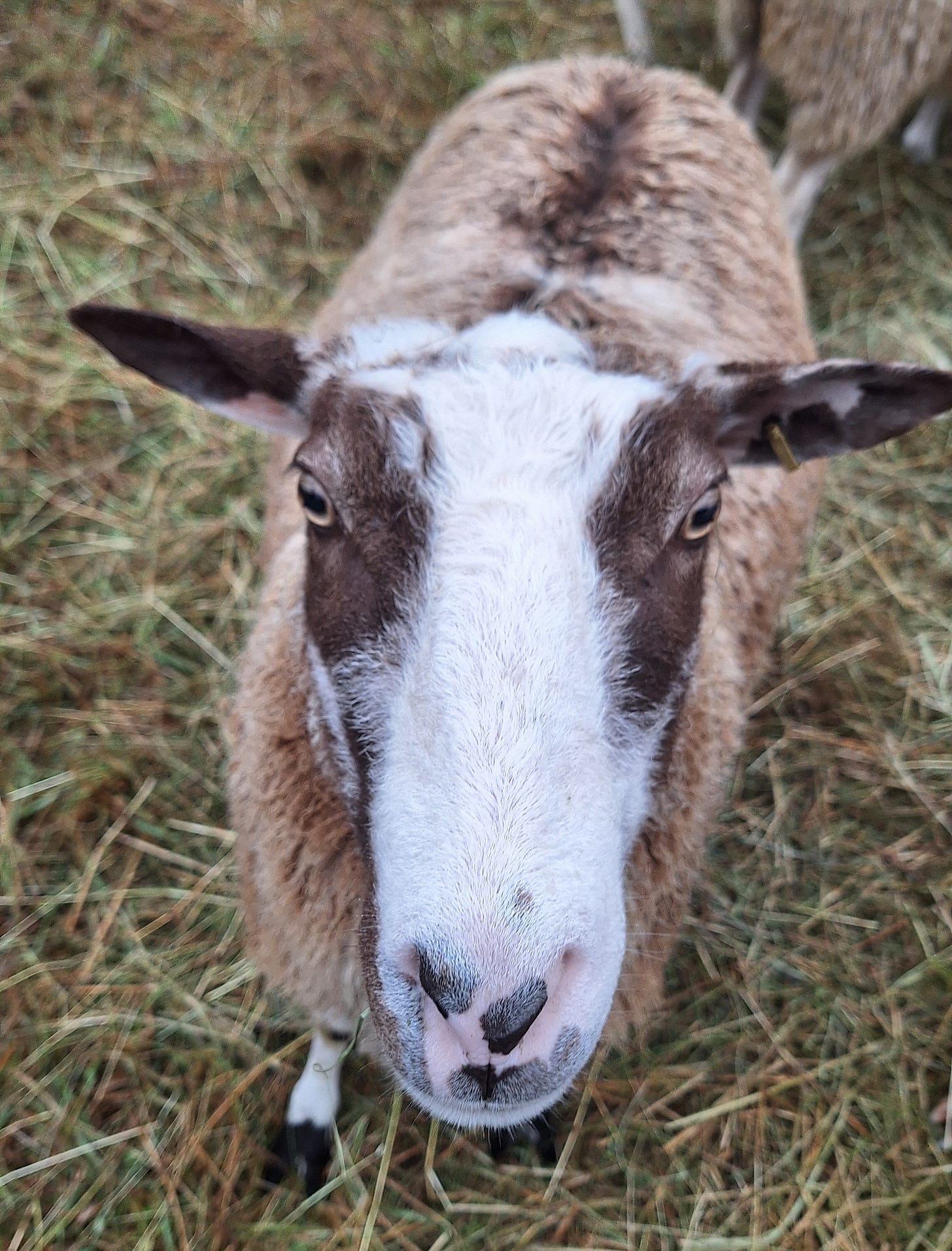 sheep day farewell