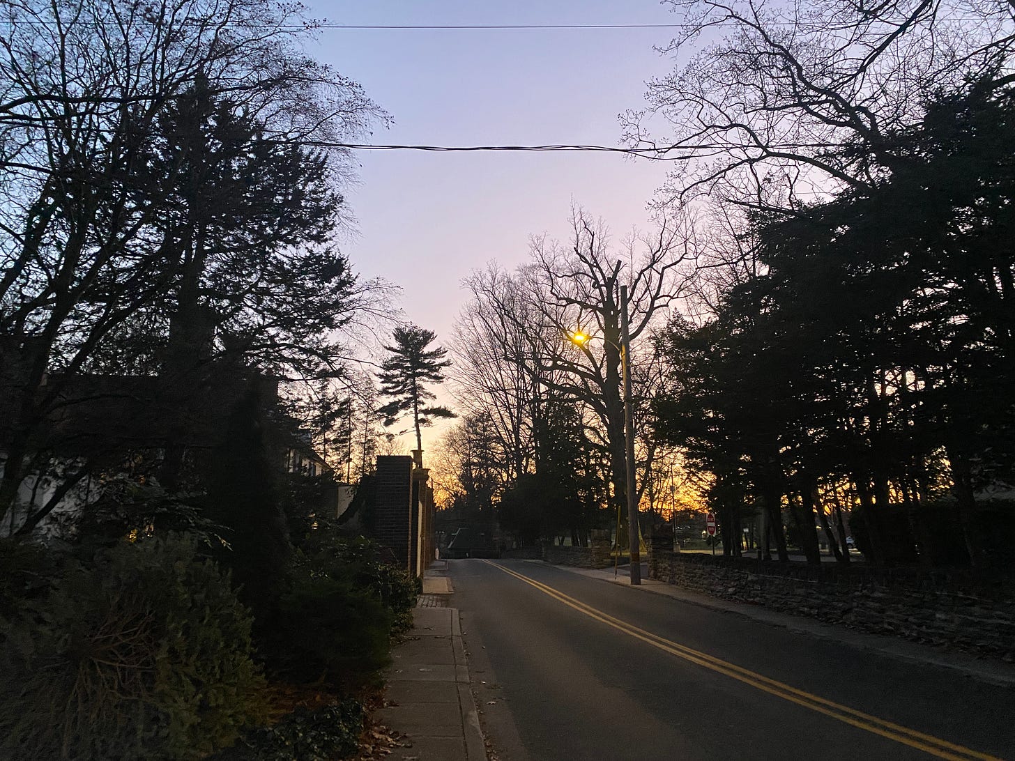 a street at dusk with tall bare trees against a purple sky