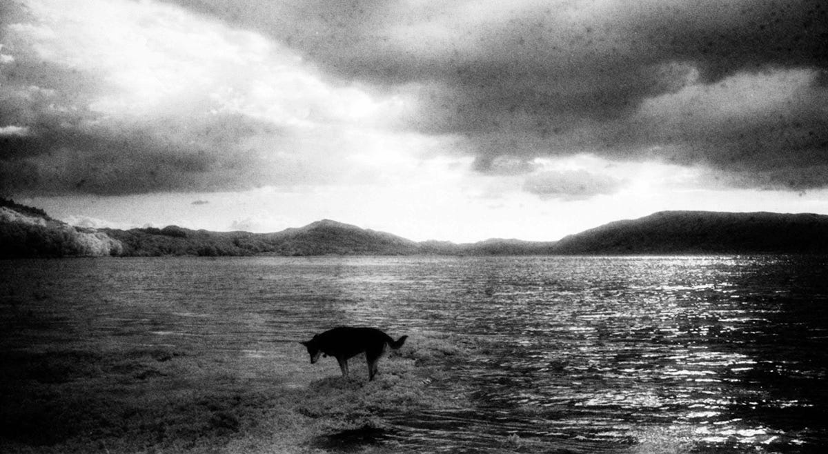 B&W image of dog in a lake with coulds and mointains in background
