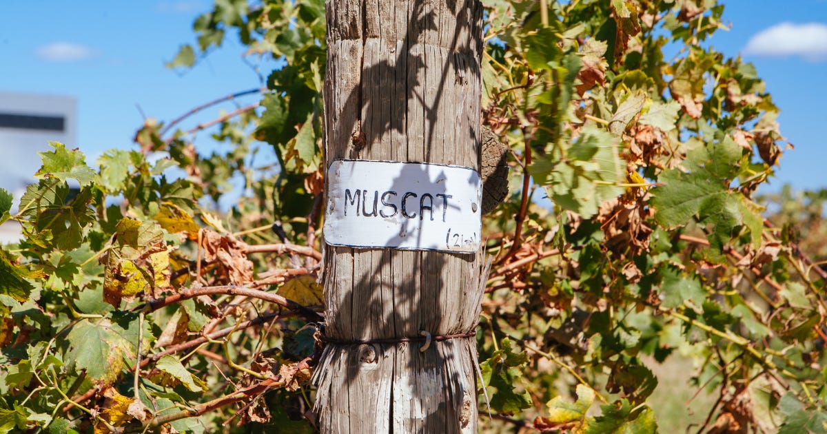 What you need to know about Rutherglen Muscat
