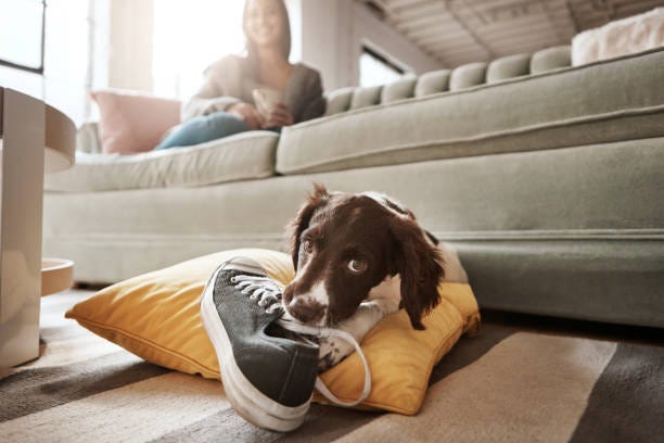 I’ll teach her not to put on shoes and leave Shot of an adorable dog playing with his owner's shoe naughty dog stock pictures, royalty-free photos & images