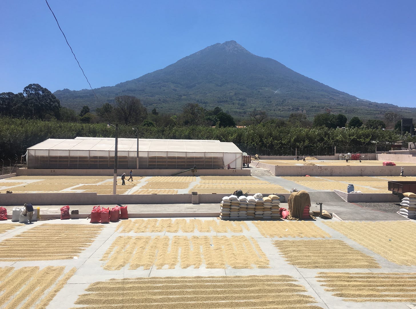 Coffee cherries dry in rows on concrete pads in the foreground. A mountain rises up into a clear blue sky in the background.
